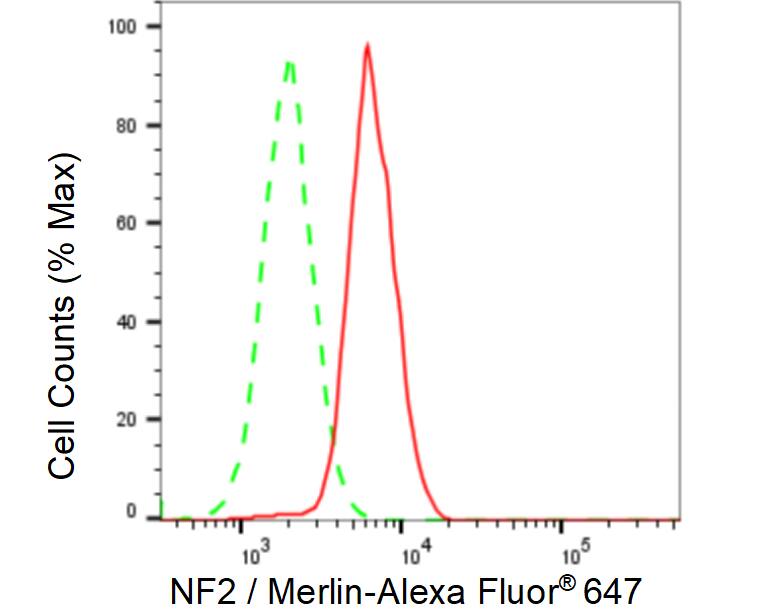 NF2/Merlin Antibody (23GB2620)
