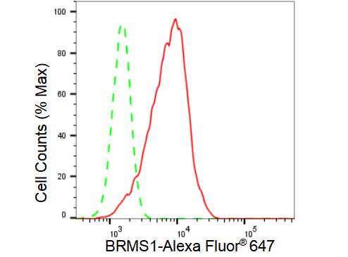 BRMS1 Antibody (23GB3015)