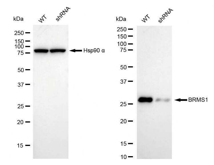 BRMS1 Antibody (23GB3015)