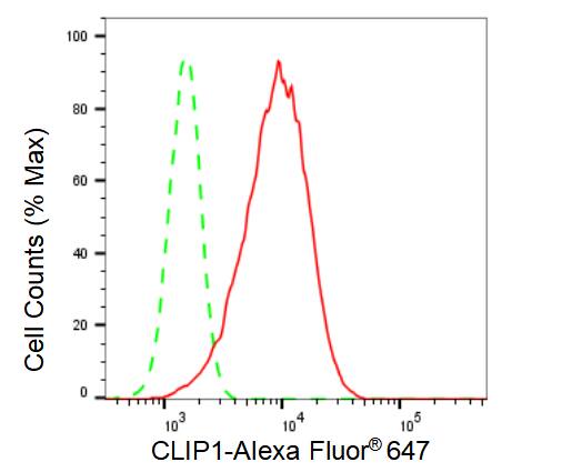 CLIP170 Antibody (23GB3080)