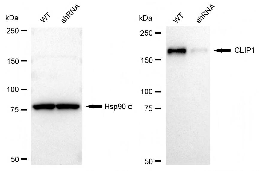 CLIP170 Antibody (23GB3080)