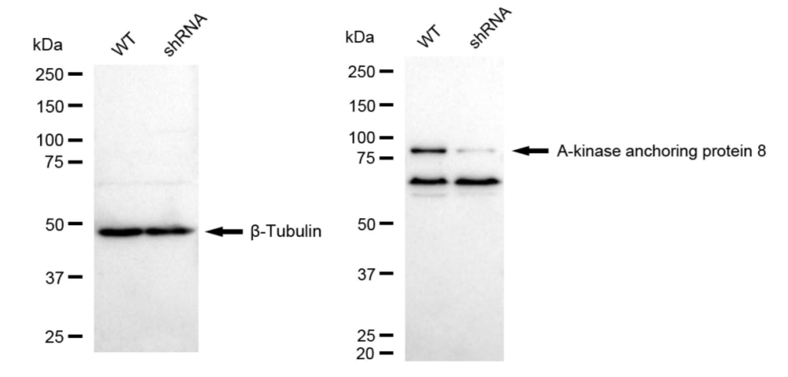 AKAP95/AKAP8 Antibody (23GB2970)