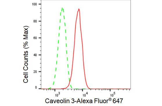 Caveolin-3 Antibody (23GB3035)