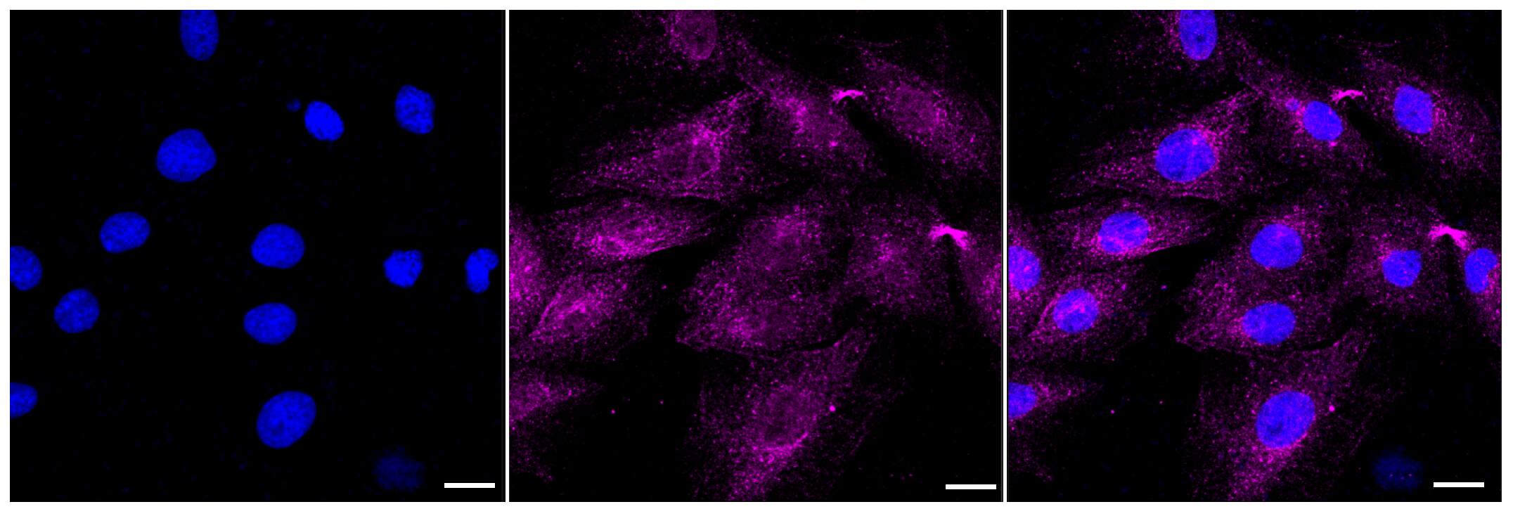Caveolin-3 Antibody (23GB3035)