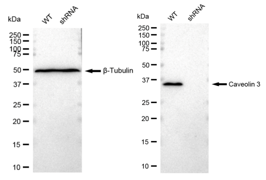 Caveolin-3 Antibody (23GB3035)