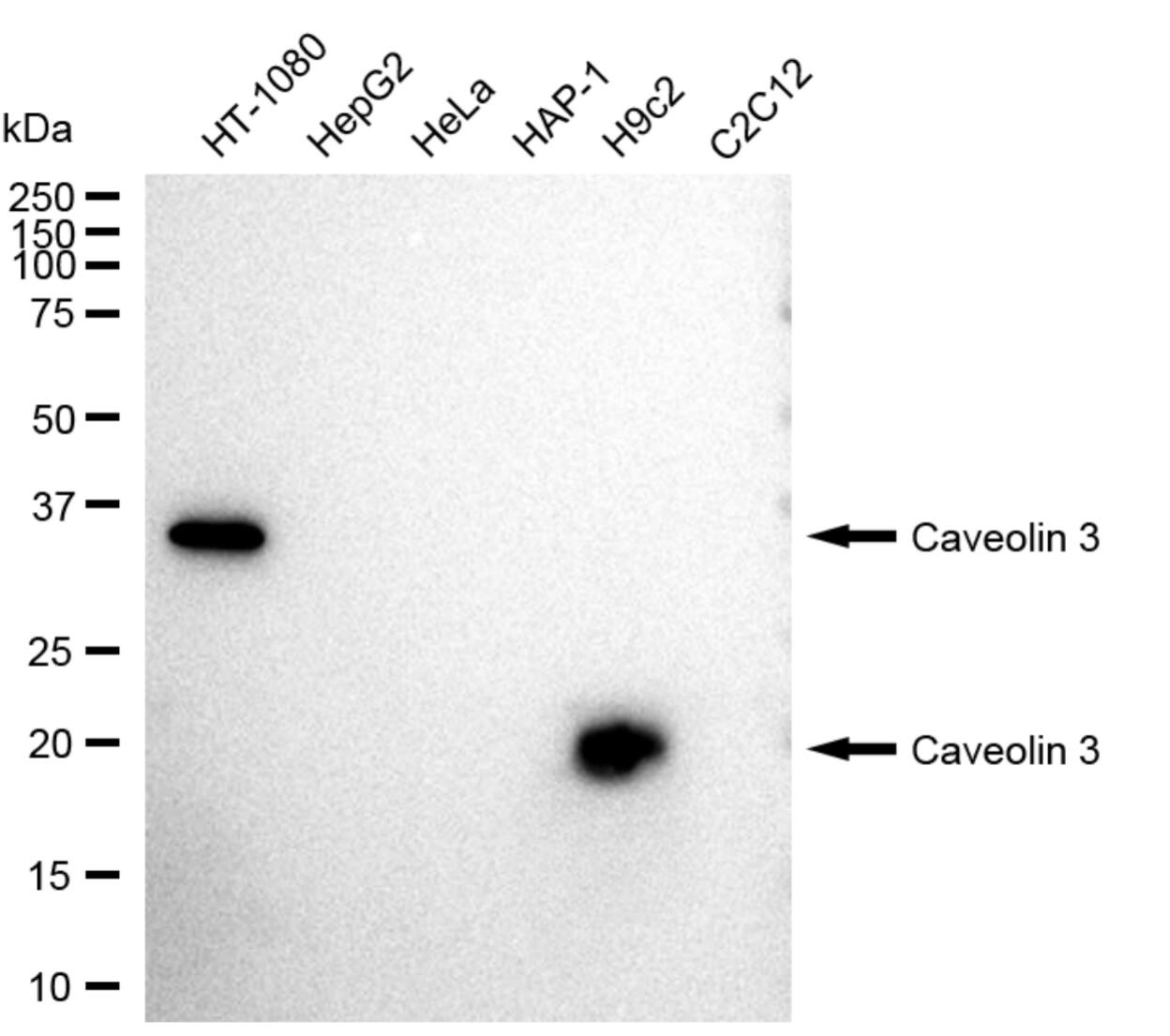 Caveolin-3 Antibody (23GB3035)