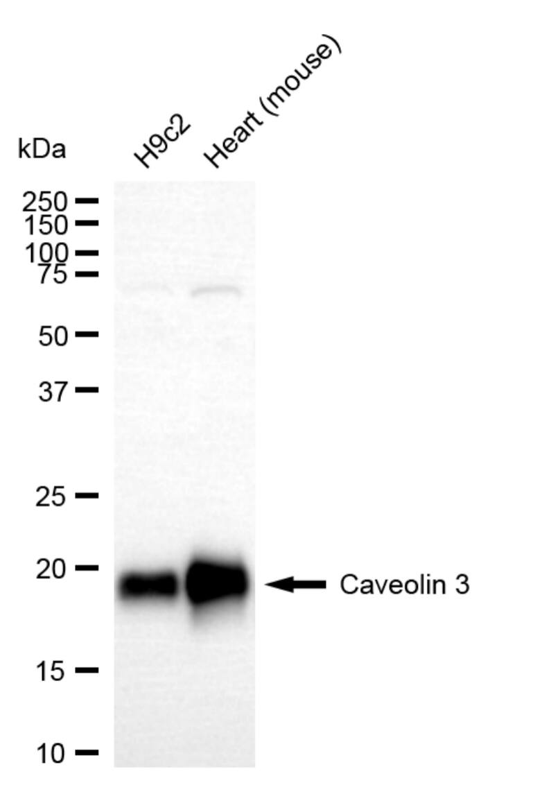 Caveolin-3 Antibody (23GB3035)
