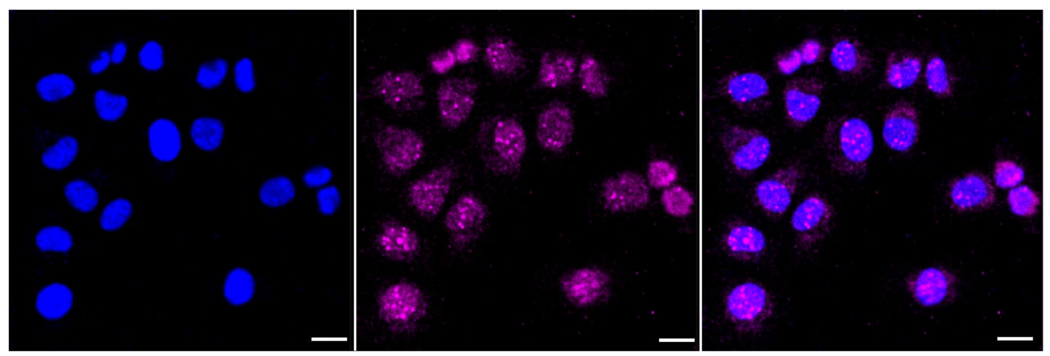 Bcl-xL Antibody (23GB3000)