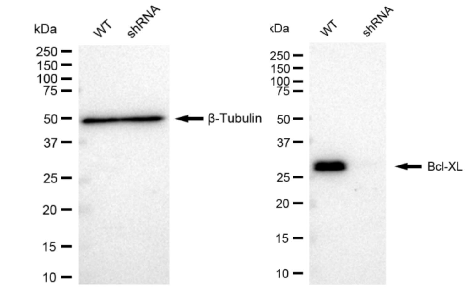 Bcl-xL Antibody (23GB3000)