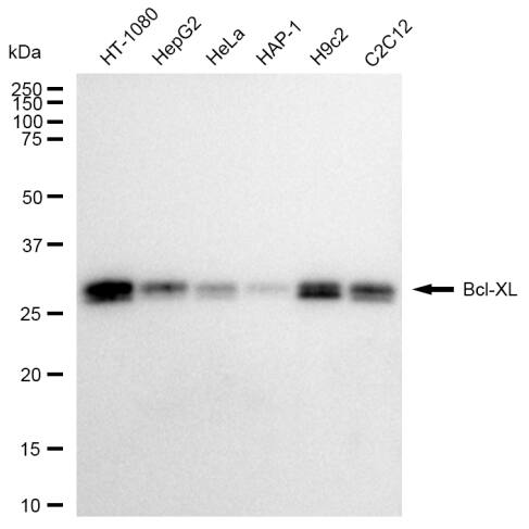 Bcl-xL Antibody (23GB3000)