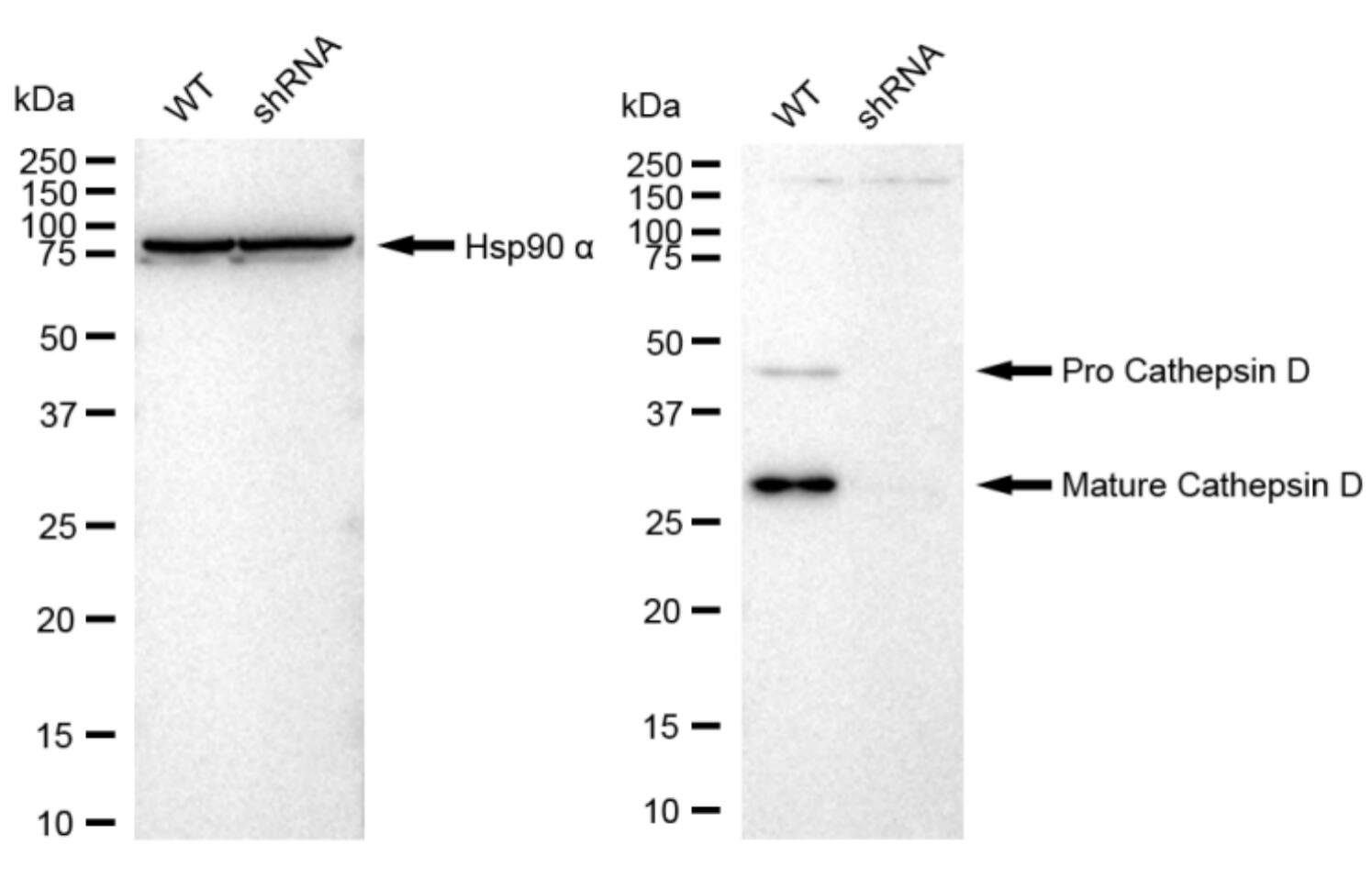 Cathepsin D Antibody (23GB3340)
