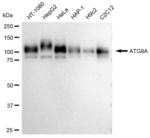 ATG9A Antibody (23GB3245)