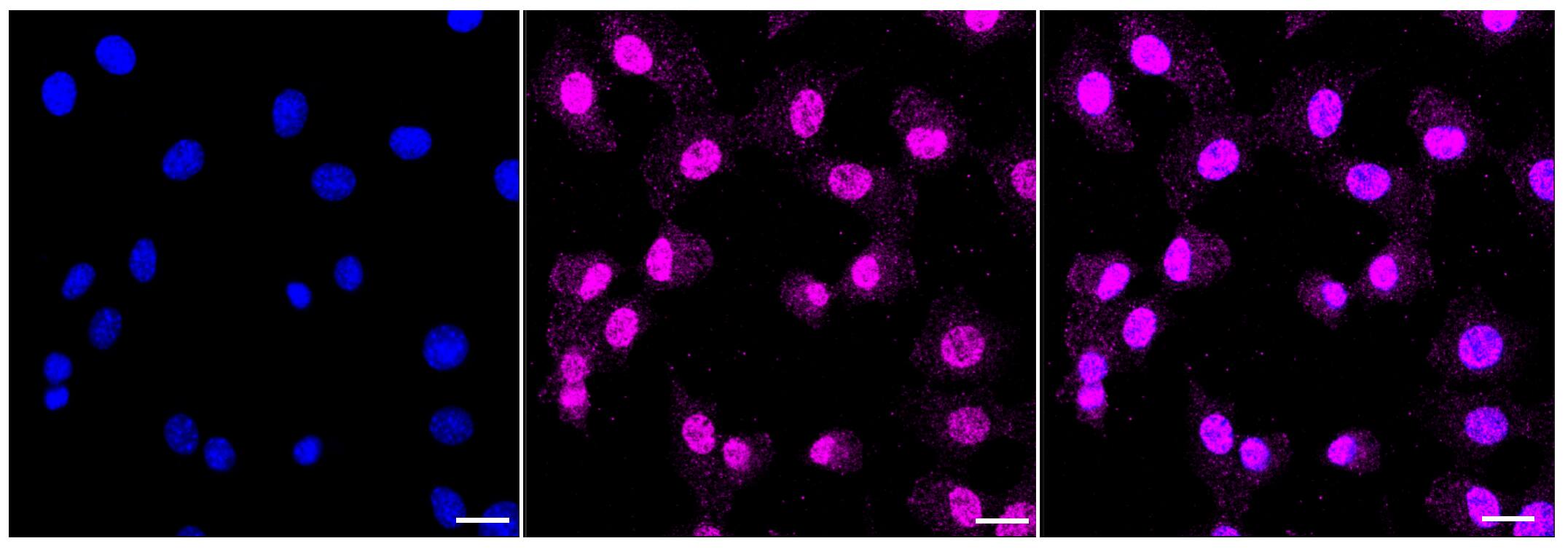 Caspase-3 Antibody (23GB3310)