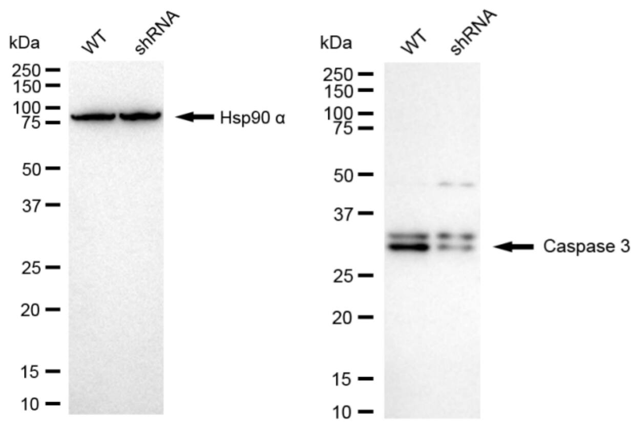 Caspase-3 Antibody (23GB3310)
