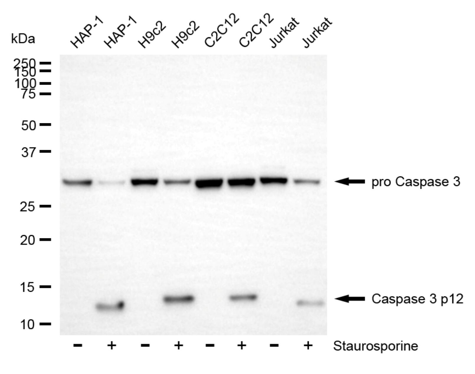 Caspase-3 Antibody (23GB3310)