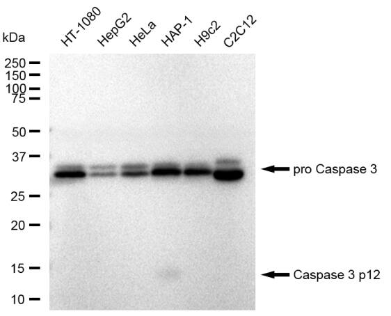 Caspase-3 Antibody (23GB3310)