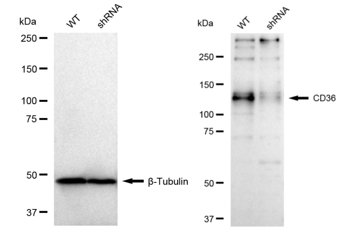 CD36 Antibody (23GB3370)