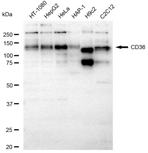 CD36 Antibody (23GB3370)