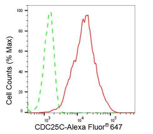 CDC25C Antibody (23GB3430)