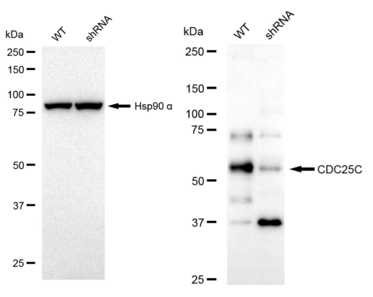 CDC25C Antibody (23GB3430)