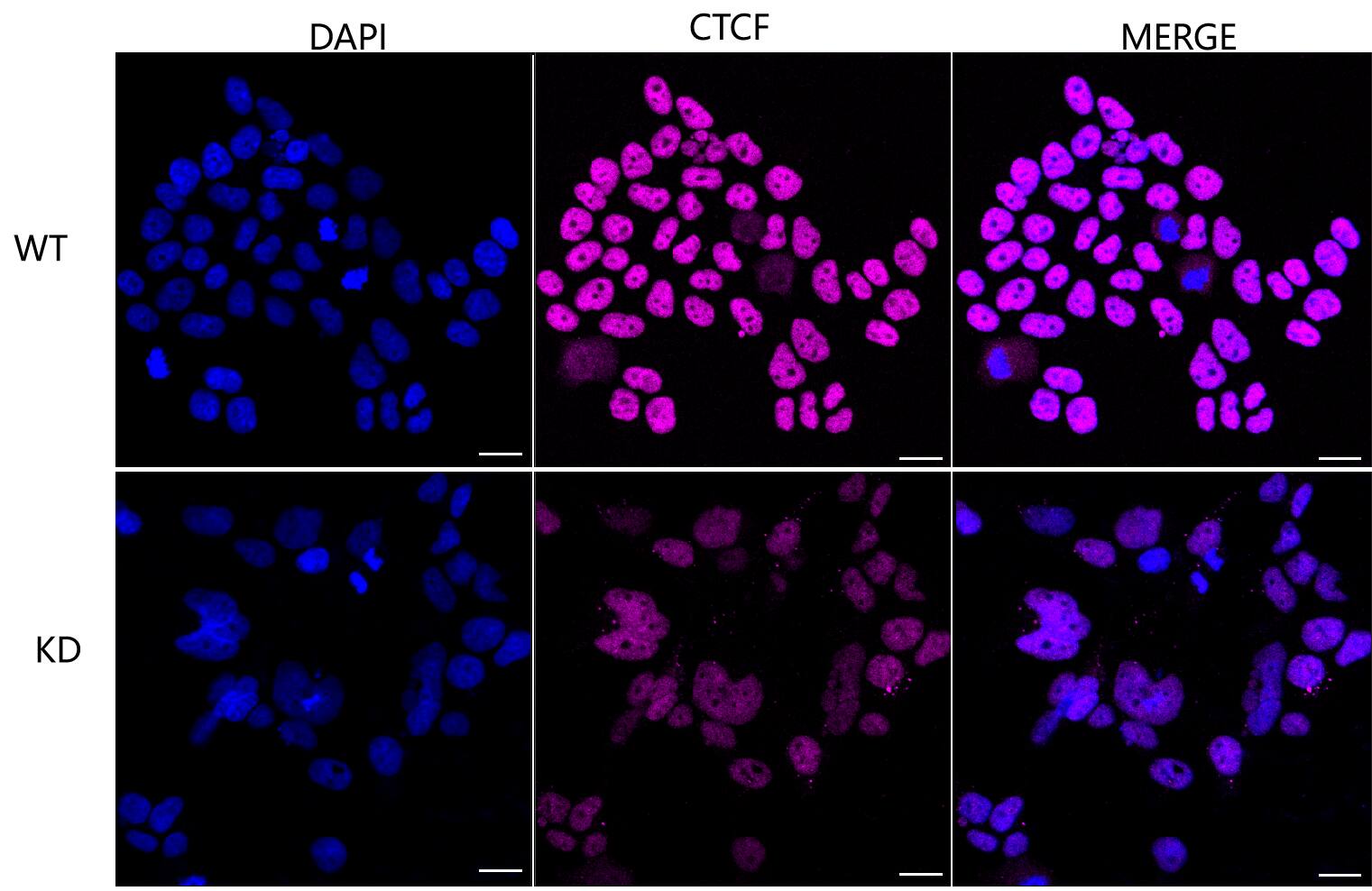 CTCF Antibody (23GB3520)