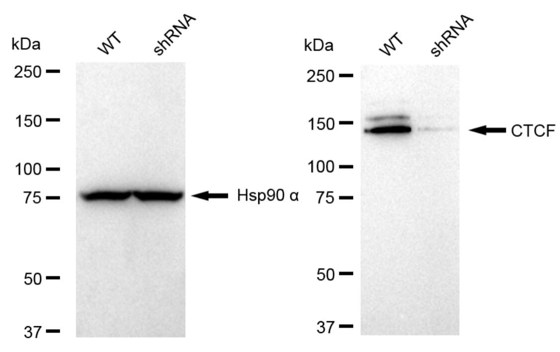 CTCF Antibody (23GB3520)
