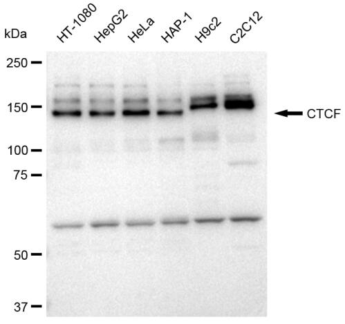 CTCF Antibody (23GB3520)