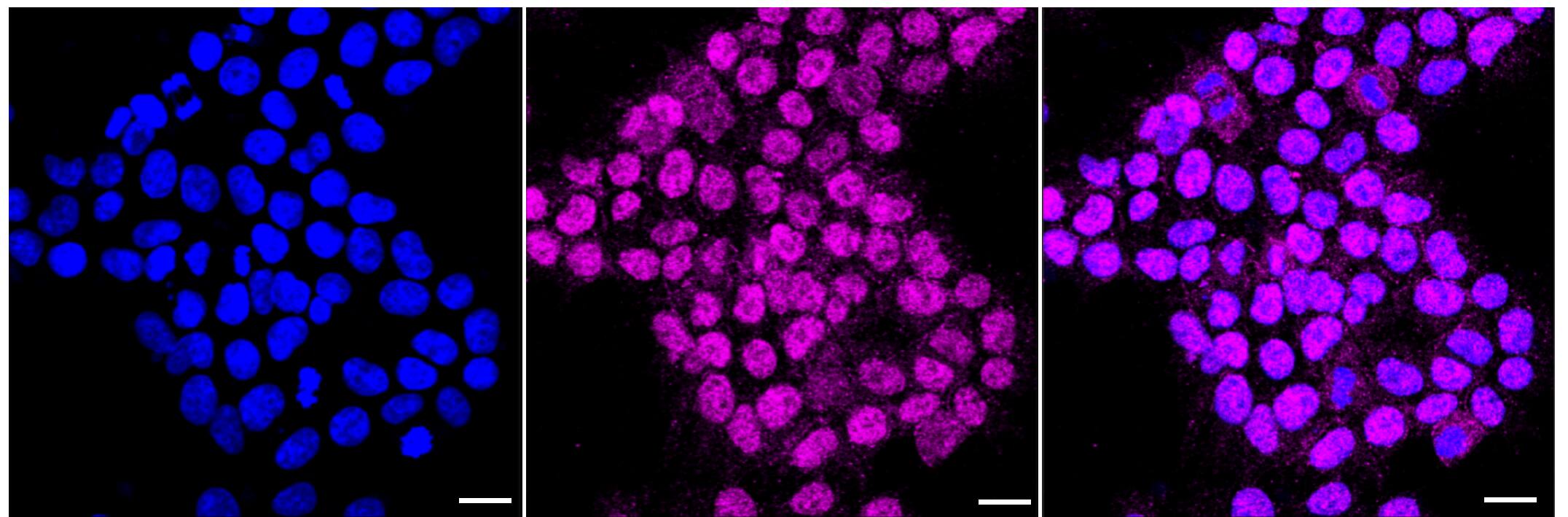 CLGN Antibody (23GB3280)