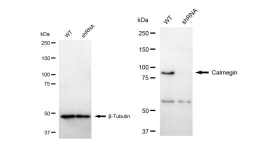 CLGN Antibody (23GB3280)
