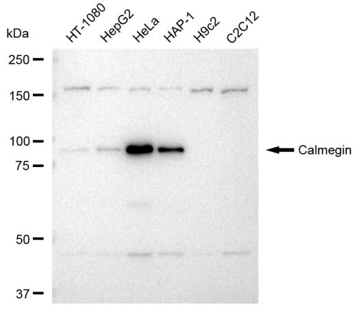 CLGN Antibody (23GB3280)