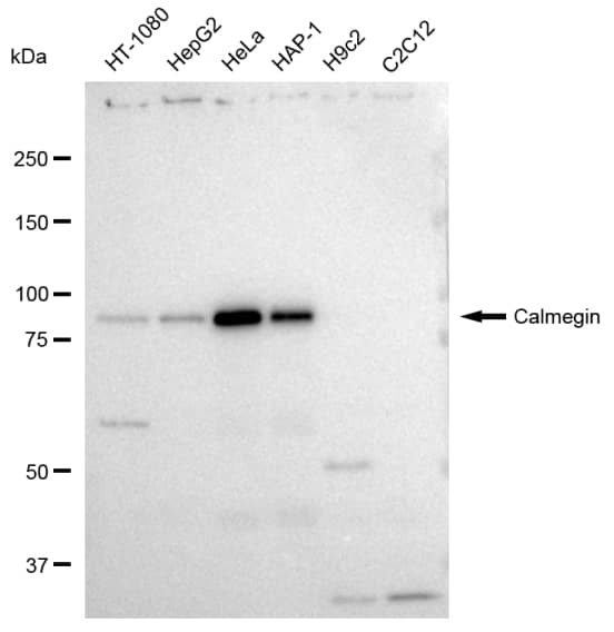 CLGN Antibody (23GB3285)