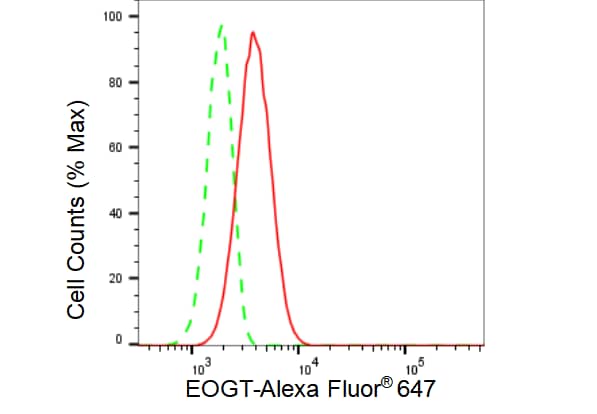 EOGT/AER61 Antibody (23GB3585)