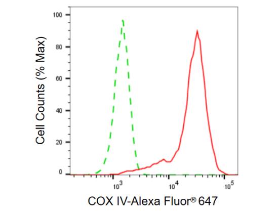 COX4 Antibody (23GB770)