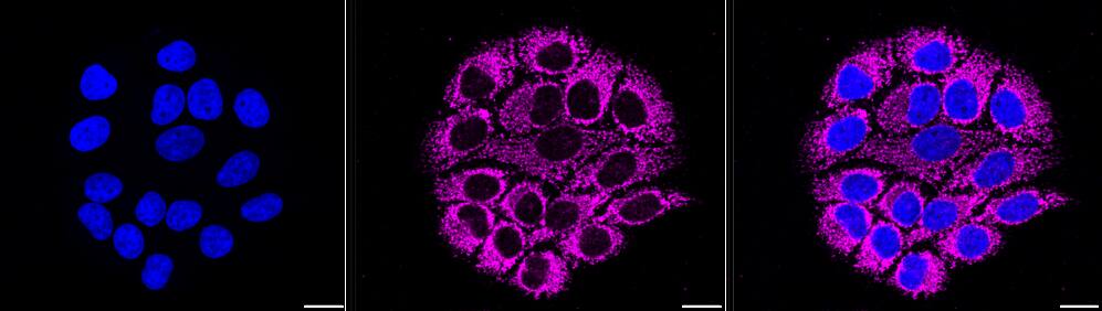COX4 Antibody (23GB770)