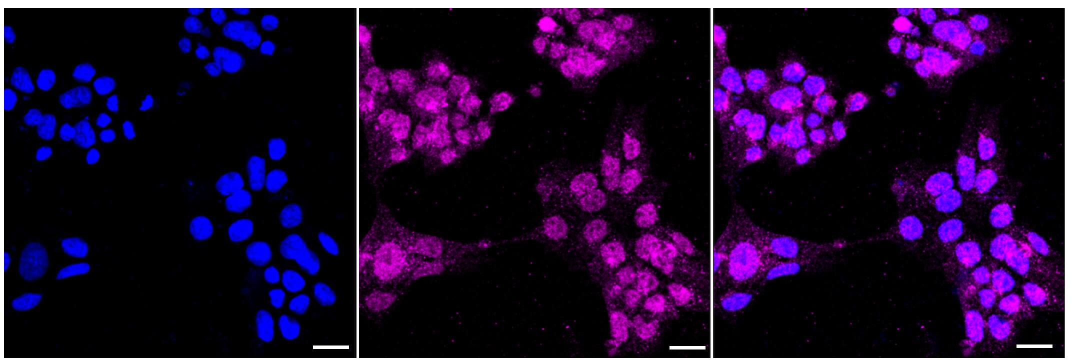 FE65 Antibody (23GB3665)
