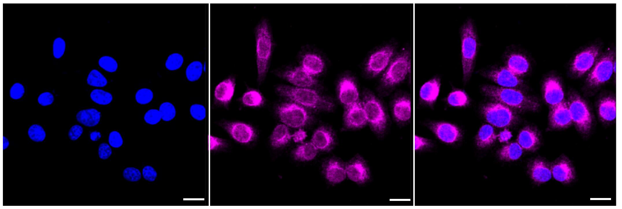 BCAP31 Antibody (23GB3680)