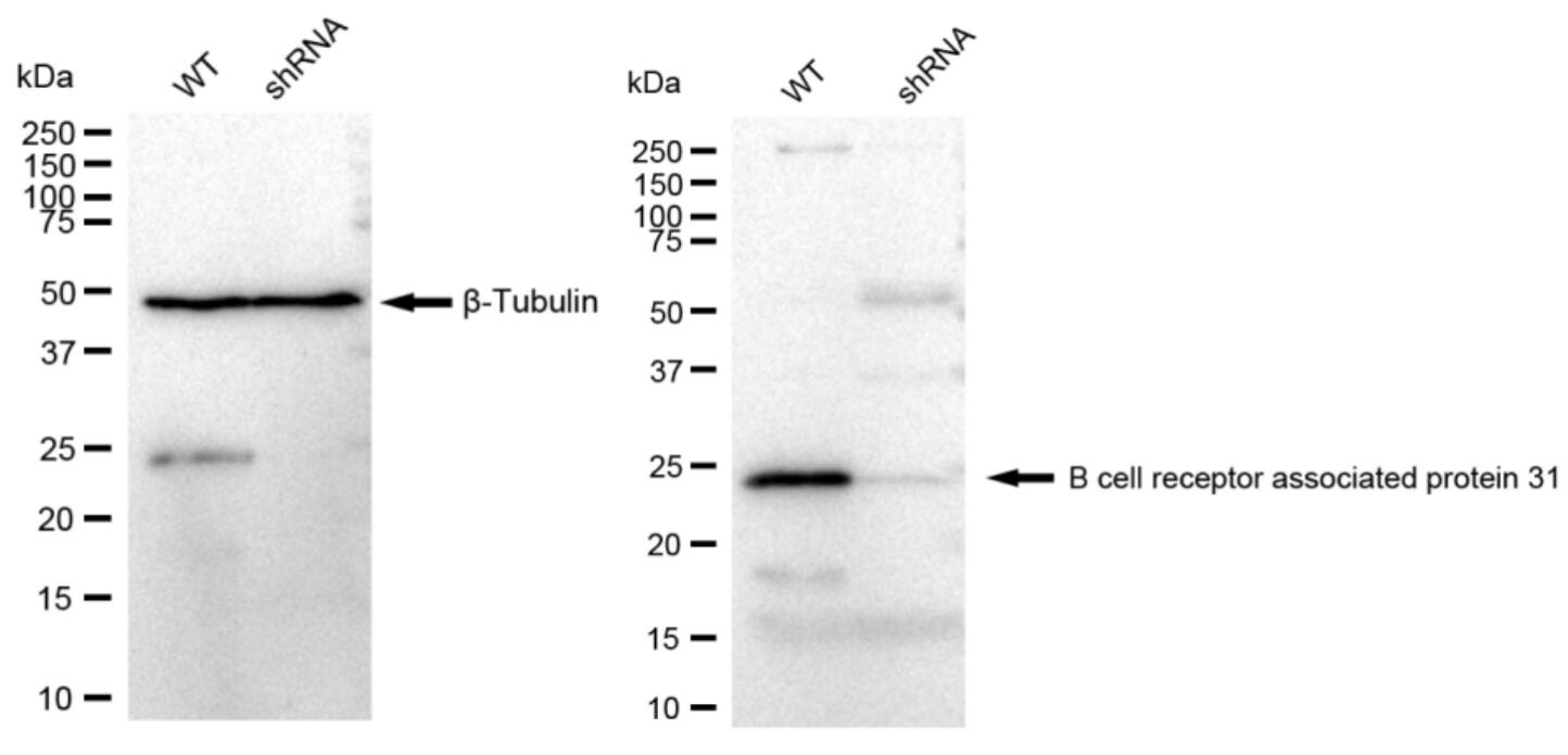 BCAP31 Antibody (23GB3680)