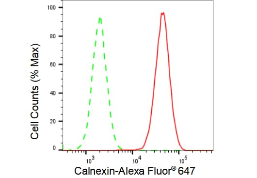 Calnexin Antibody (23GB2760)