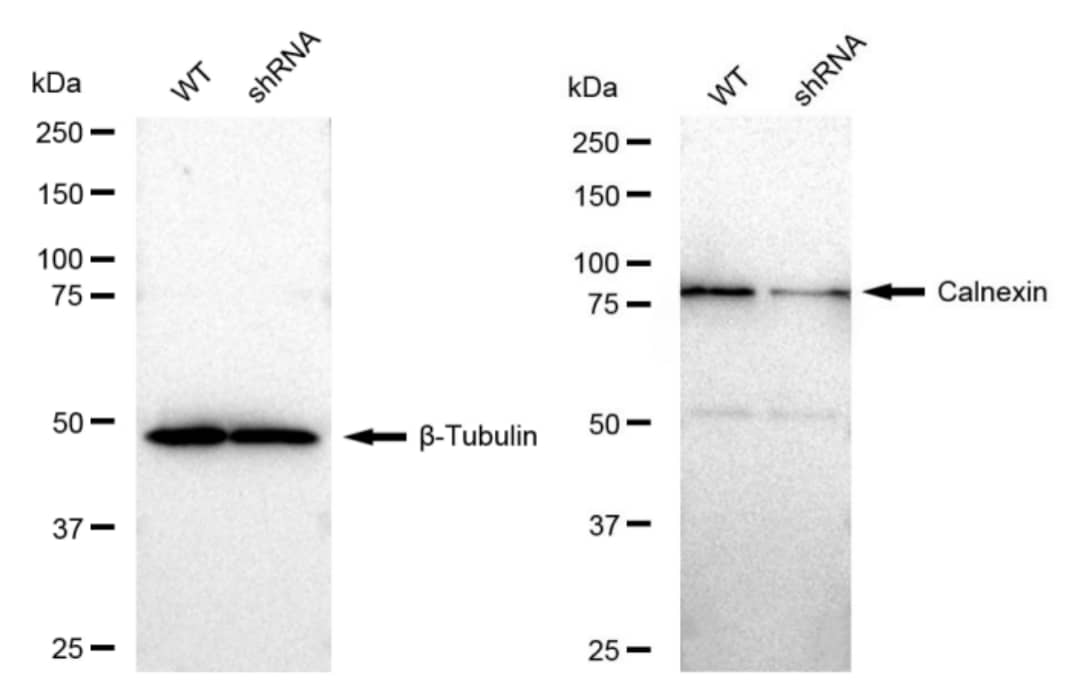 Calnexin Antibody (23GB2760)