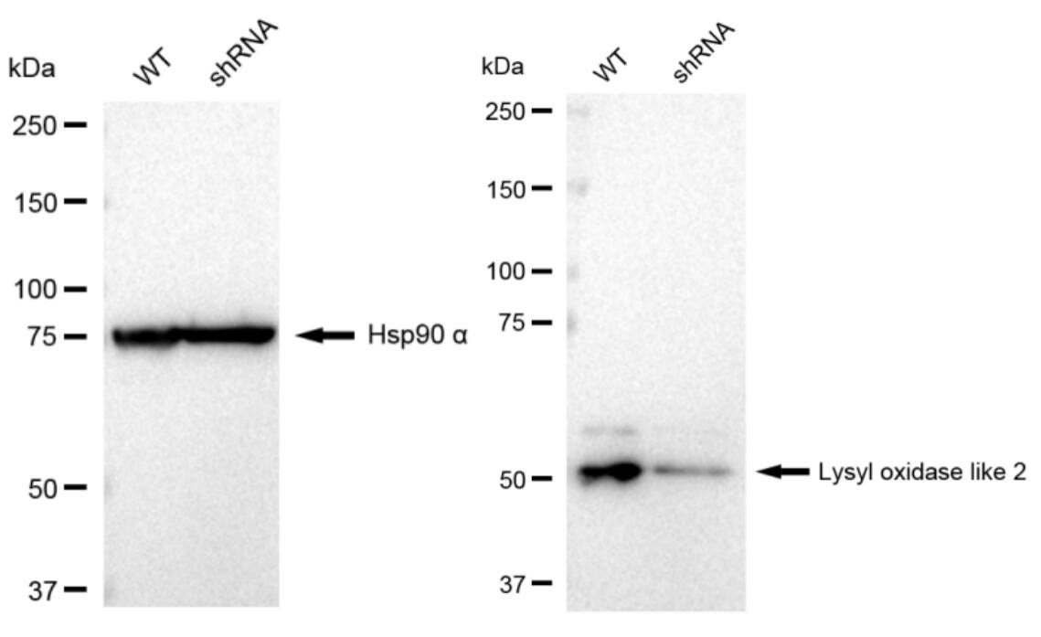 Lysyl Oxidase Homolog 2/LOXL2 Antibody (23GB2610)
