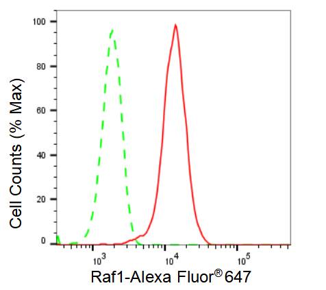 Raf-1 Antibody (23GB2700)