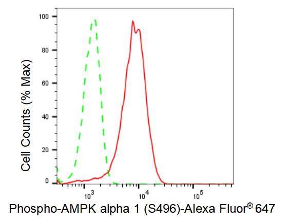 AMPK alpha 1 [p Ser496] Antibody (23GB2660)