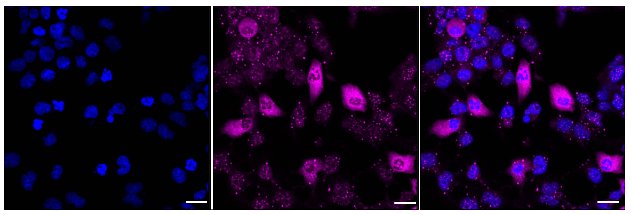 Raf-1 [p Ser621] Antibody (23GB2650)