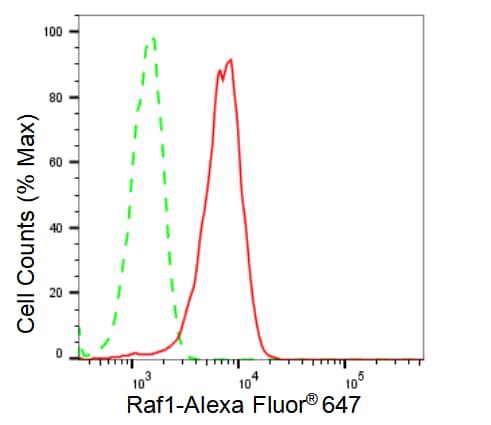 Raf-1 Antibody (23GB2640)