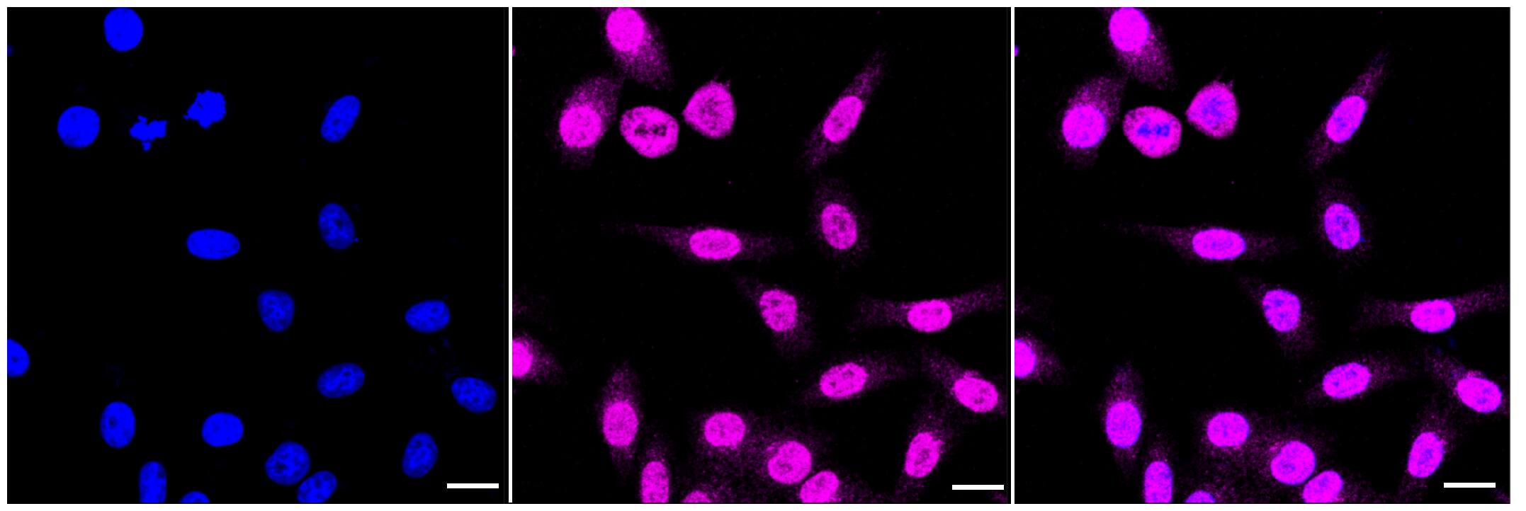 Smad5 Antibody (23GB2910)