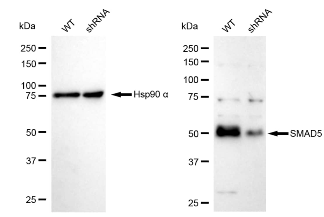 Smad5 Antibody (23GB2910)