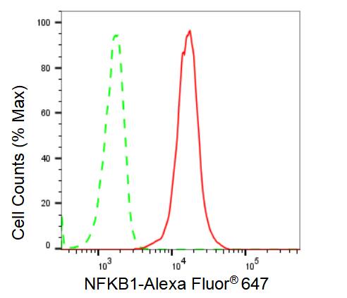NFkB1/NFkB p105 Antibody (23GB2710)