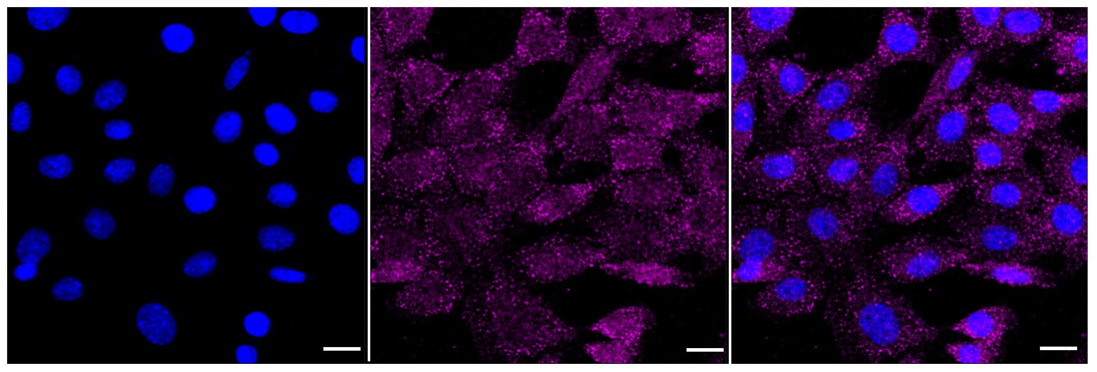 NFkB1/NFkB p105 Antibody (23GB2710)