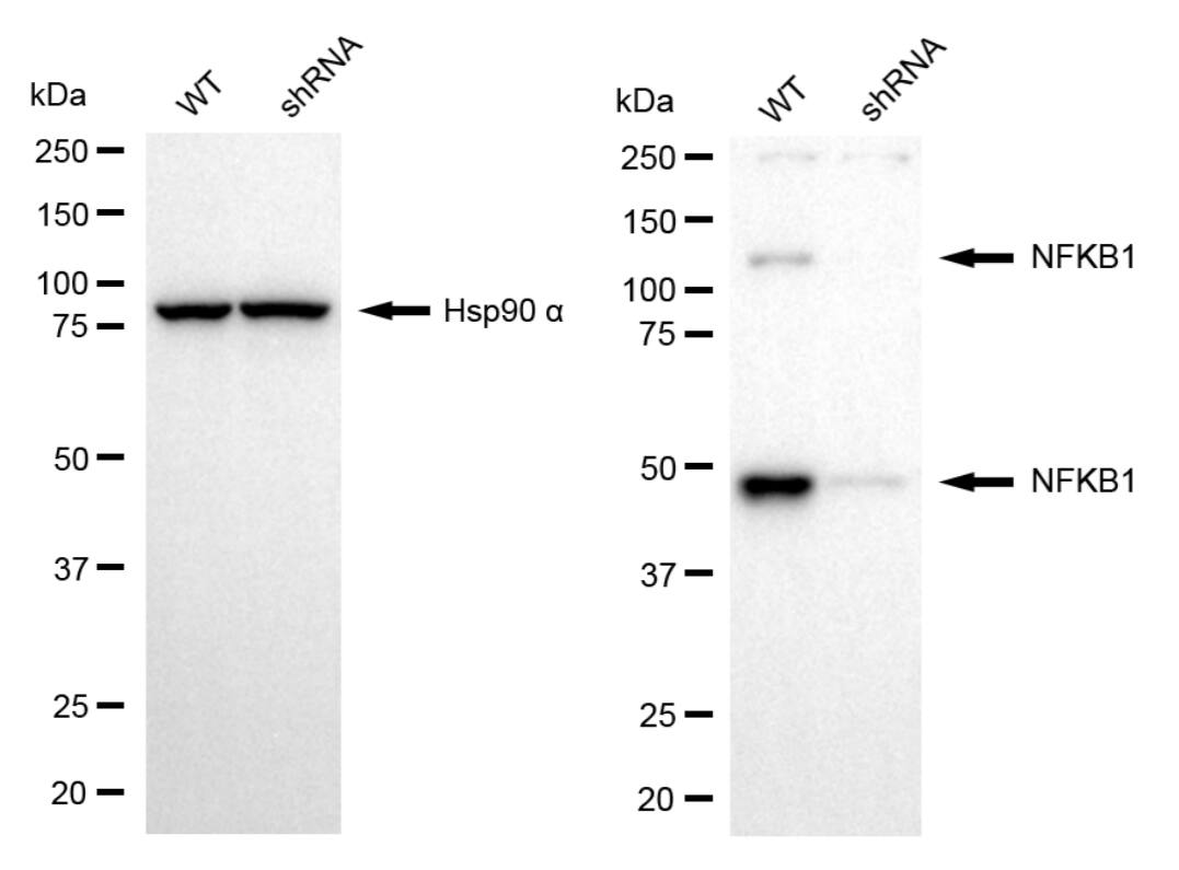 NFkB1/NFkB p105 Antibody (23GB2710)