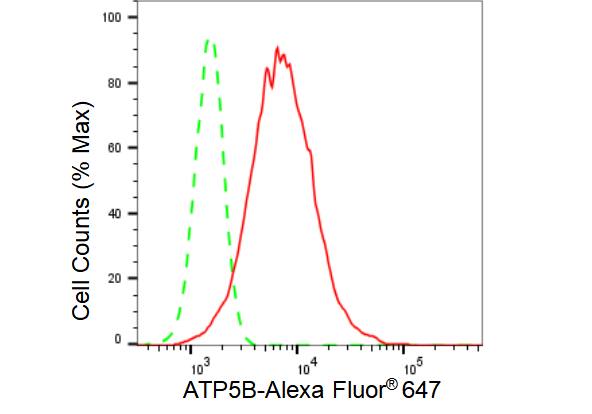 ATPB Antibody (23GB3255)